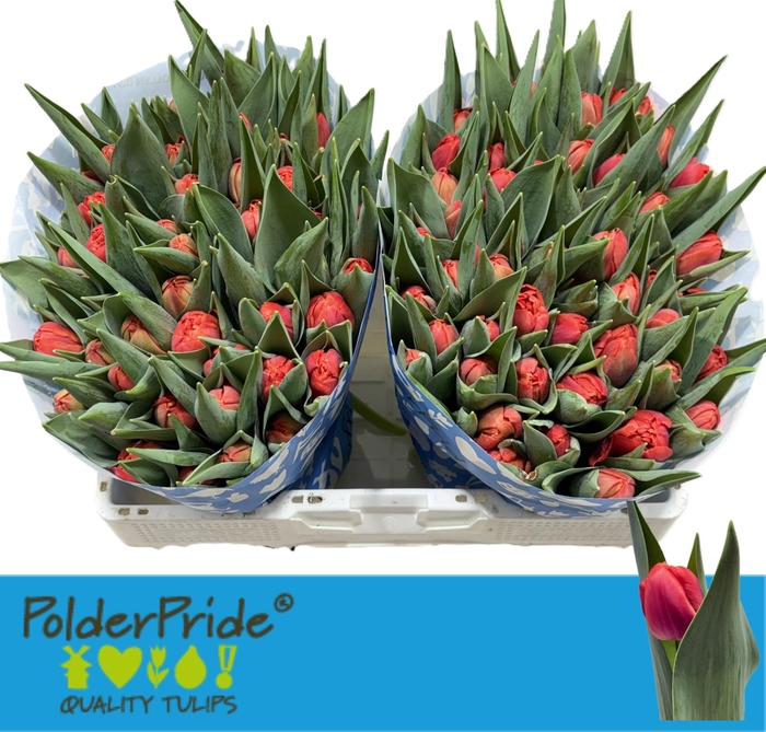 <h4>TU DU CORAL SUNSET</h4>