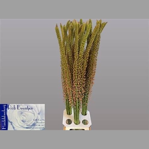 Eremurus Oase