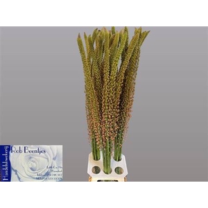 Eremurus Oase
