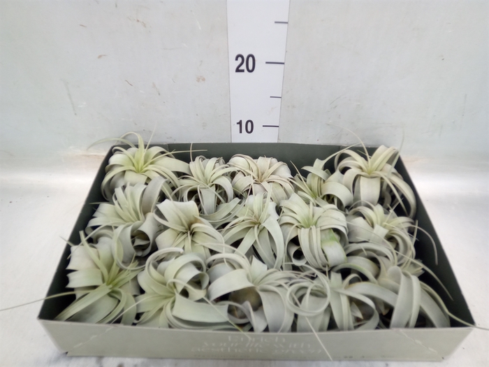 <h4>Tillandsia xerographica</h4>