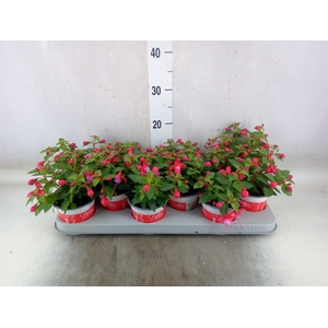 Fuchsia  'Bella Fuchsia Lydia'