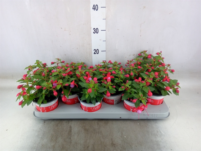 <h4>Fuchsia  'Bella Fuchsia Lydia'</h4>