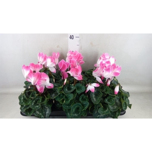Cyclamen GR 'Fusion'