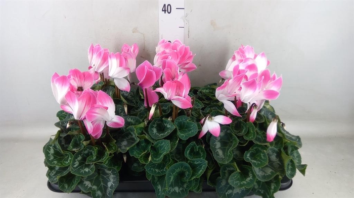 <h4>Cyclamen GR 'Fusion'</h4>