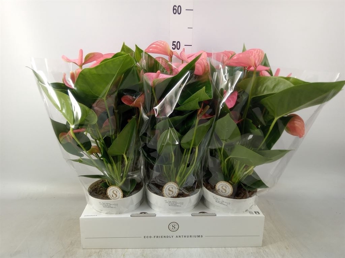 <h4>Anthurium andr. 'Pink Champion'</h4>