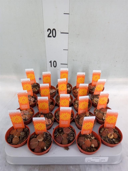 <h4>Lithops sp.</h4>