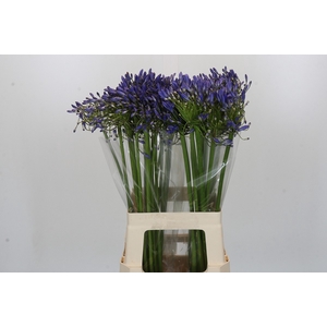 Agapanthus Blue Heaven