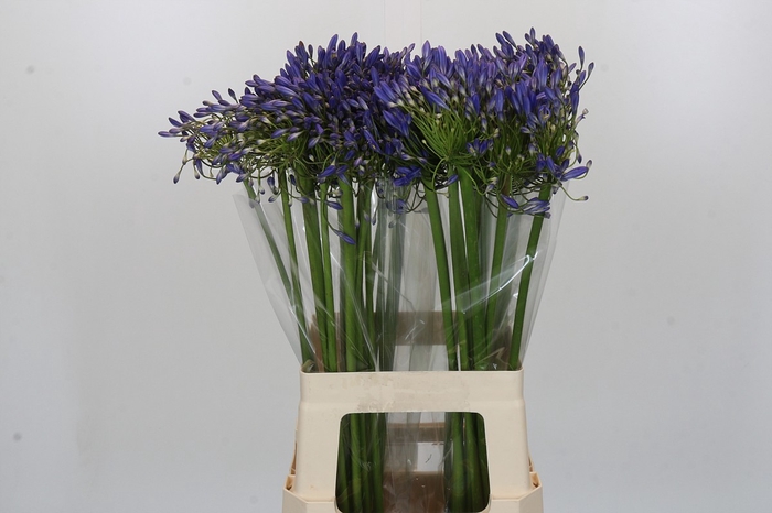 <h4>Agapanthus Blue Heaven</h4>