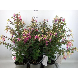 Fuchsia  'Rosalien'