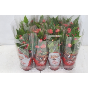 ANTHURIUM MINI MILLION FLOWERS P09