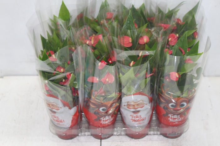 <h4>ANTHURIUM MINI MILLION FLOWERS P09</h4>