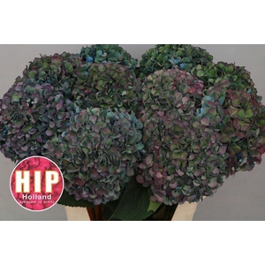 HORT PIMPERNEL CLASSIC