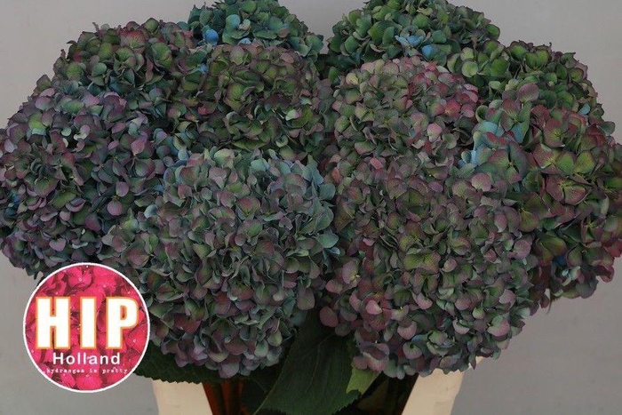 <h4>HORT PIMPERNEL CLASSIC</h4>