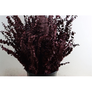 Pres Euca Baby Bordeaux Bunch