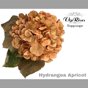 HYDR M APRICOT 80CM