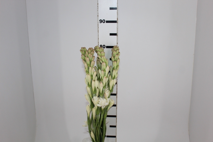 <h4>ANGELICA 080 CM</h4>