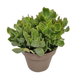 Crassula Arborescens Blue Hale - 1154
