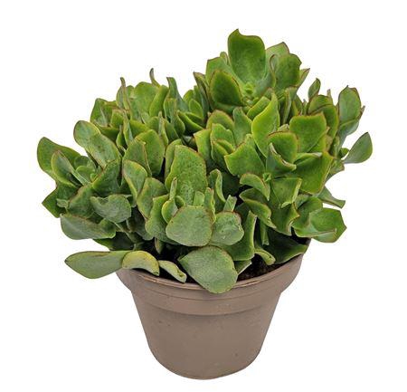 <h4>Crassula Arborescens Blue Hale - 1154</h4>