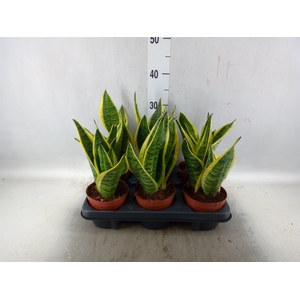 Sansevieria trifa. 'Futura Superba'