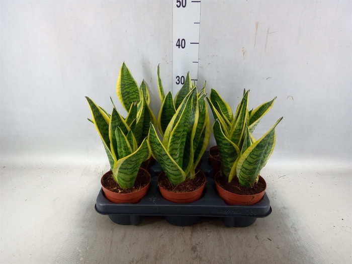 <h4>Sansevieria trifa. 'Futura Superba'</h4>