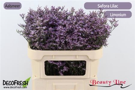 <h4>Lim Safora Lilac</h4>