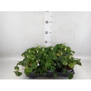 Oxalis   ...