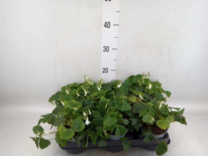 <h4>Oxalis   ...</h4>