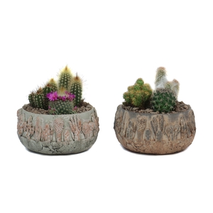 3x Cactus 8,5 cm in tacana schaal met lava steentjes