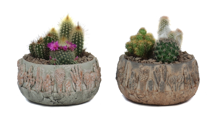 <h4>3x Cactus 8,5 cm in tacana schaal met lava steentjes</h4>