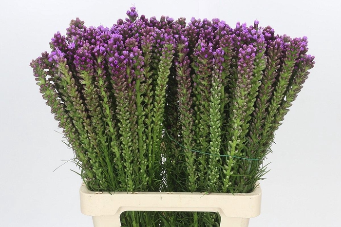 <h4>LIATRIS SPICATA</h4>