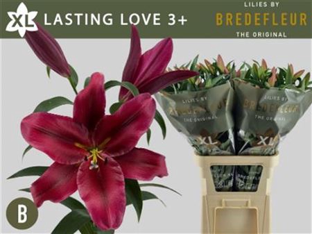 <h4>Li Ot Lasting Love</h4>