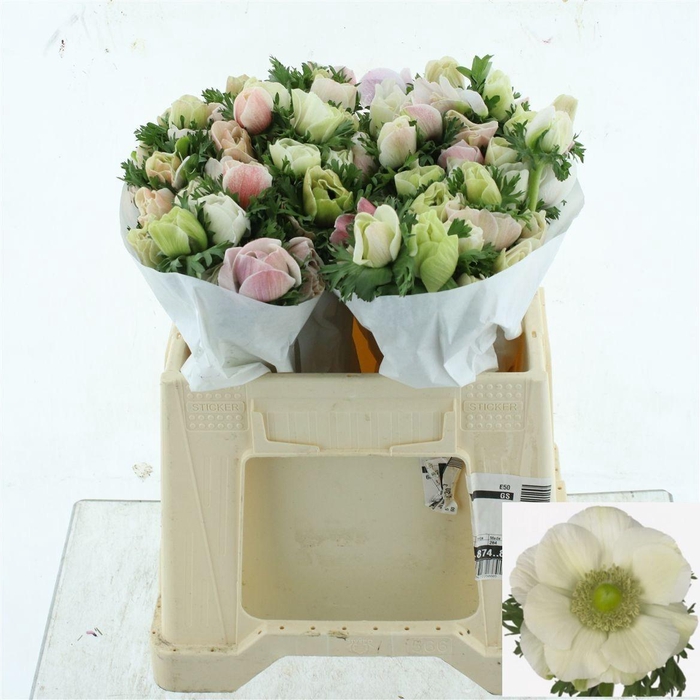 <h4>ANEM CO MIS + WHITE</h4>