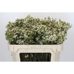 Chamelaucium Moonlight Delight