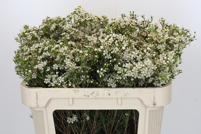 <h4>Chamelaucium Moonlight Delight</h4>