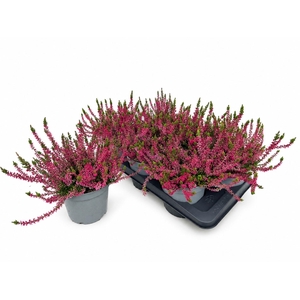 CALLU WIBOS ROT