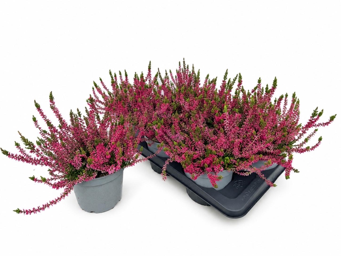 <h4>CALLU WIBOS ROT</h4>