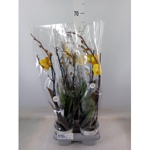 Phalaenopsis  'Manta Palau'