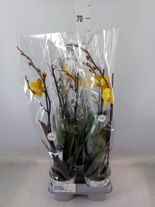 <h4>Phalaenopsis  'Manta Palau'</h4>