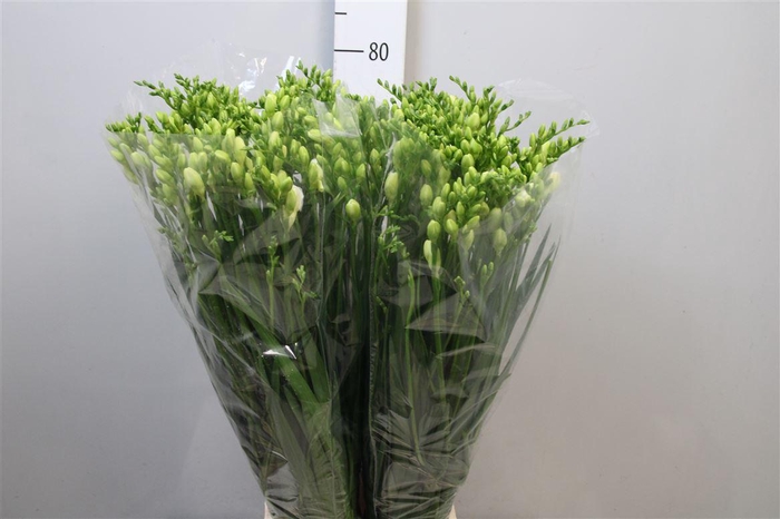 <h4>Fr Du Versailles</h4>