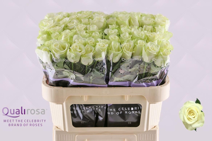 <h4>R Gr Snowstorm</h4>