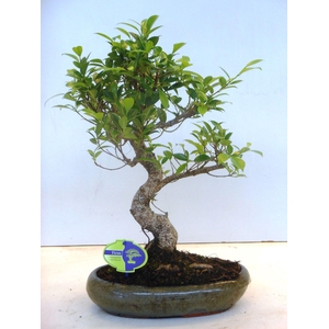 Ficus retusa, 29cm., shape, without drip tray
