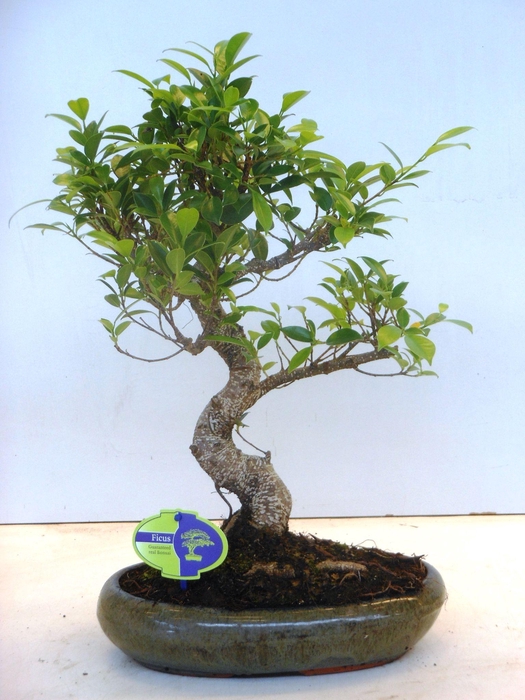 <h4>Ficus retusa, 29cm., shape, without drip tray</h4>
