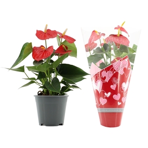 Anthurium 14 cm Esudo in Couture hearts sleeve