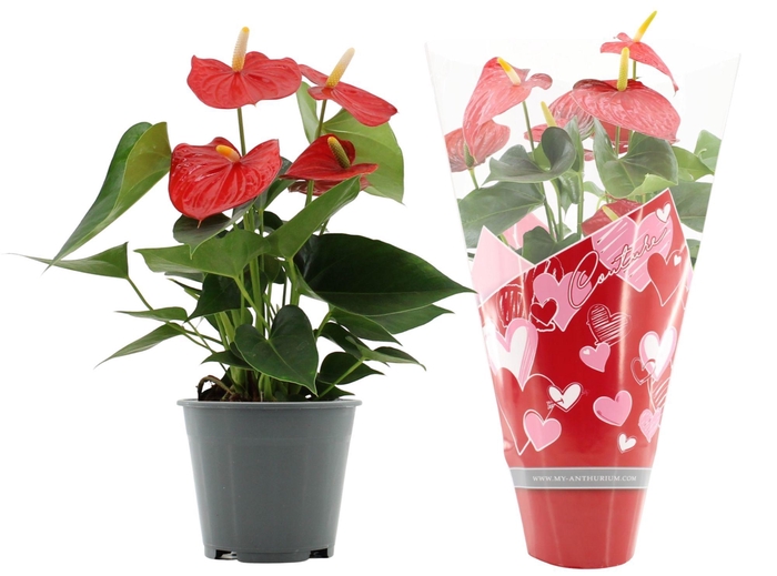 <h4>Anthurium 14 cm Esudo in Couture hearts sleeve</h4>