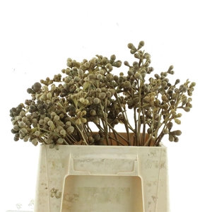 Euca Berries X5