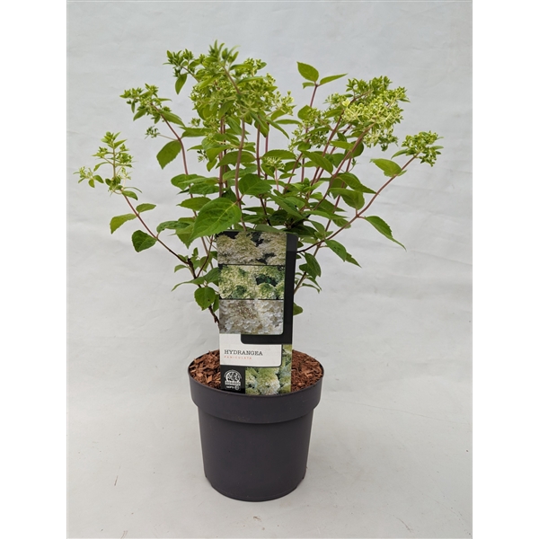 <h4>Hydrangea Paniculata Grandiflora</h4>