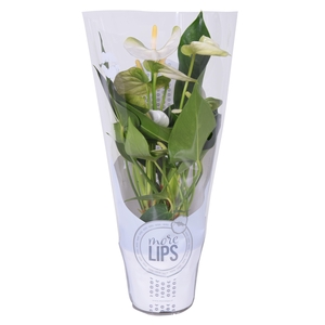 MoreLIPS® Anthurium Namora in ShowHoes