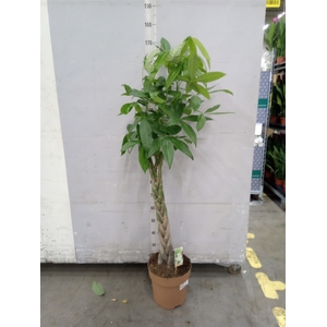 Pachira aquatica