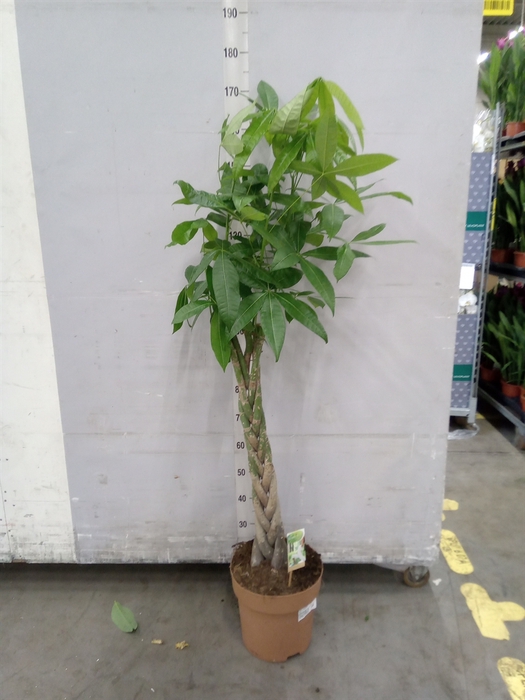 <h4>Pachira aquatica</h4>