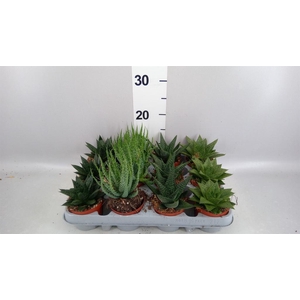 Aloe   ...mix